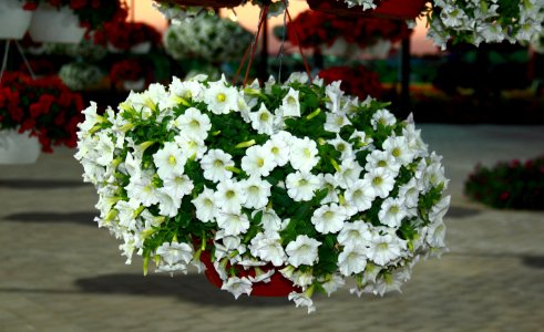 Flower Plant White Flowering Plant