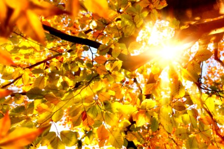 Yellow Leaf Autumn Deciduous photo