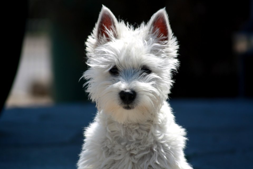 Dog Dog Like Mammal Dog Breed Mammal