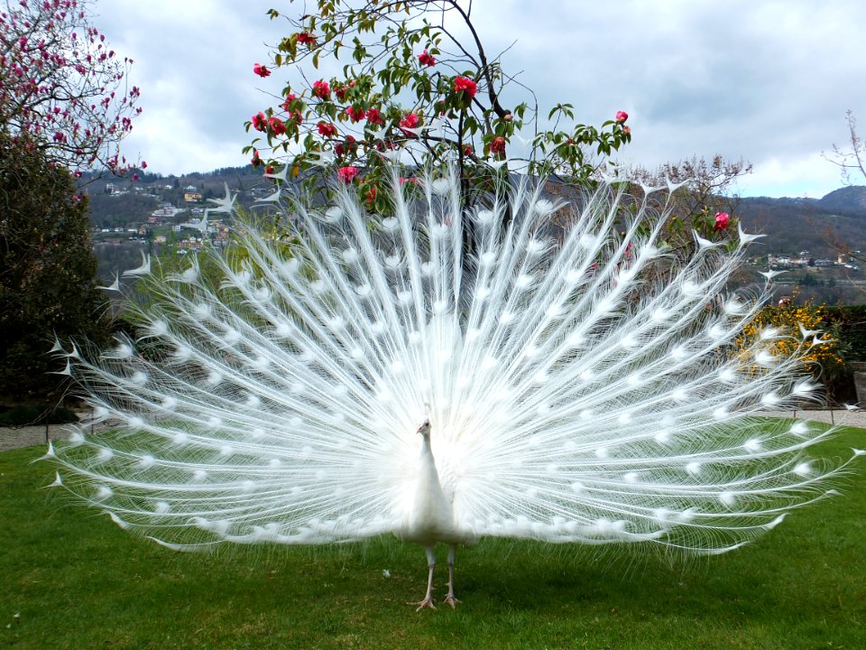 Peafowl Galliformes Tree Bird