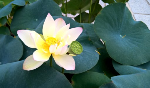 Flower Plant Sacred Lotus Aquatic Plant