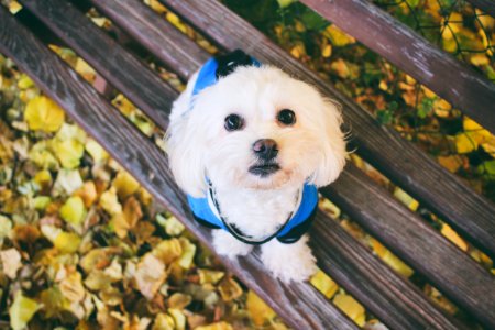 Maltese dog photo