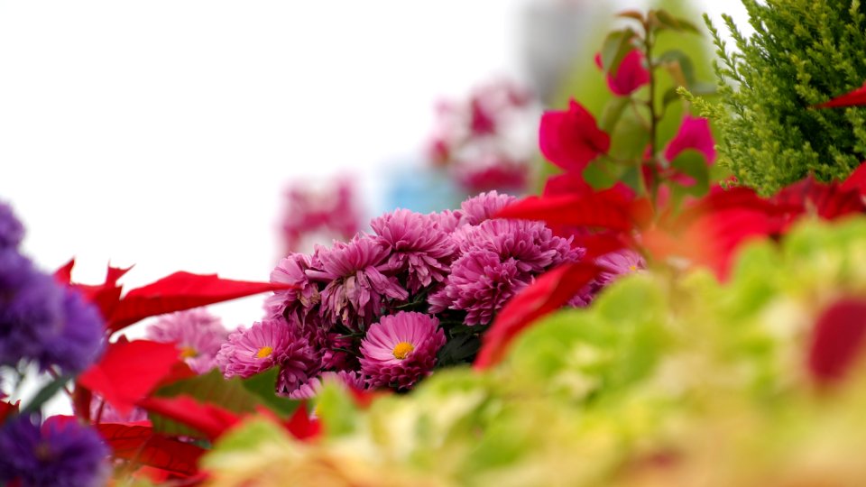 Flower Pink Purple Flora