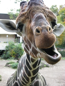 Animal zoo funny