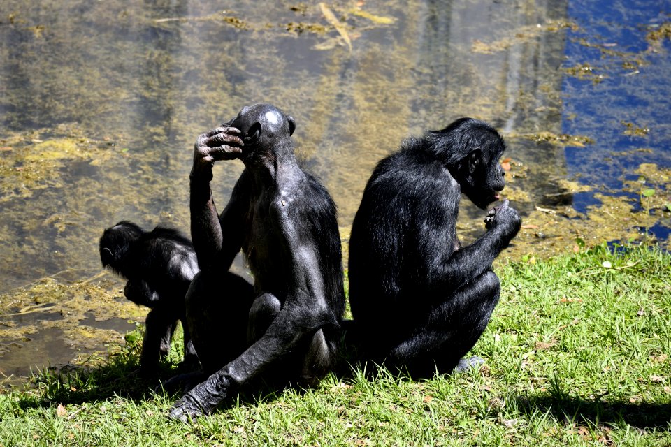 Chimpanzee Common Chimpanzee Great Ape Mammal