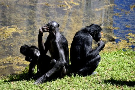 Chimpanzee Common Chimpanzee Great Ape Mammal photo
