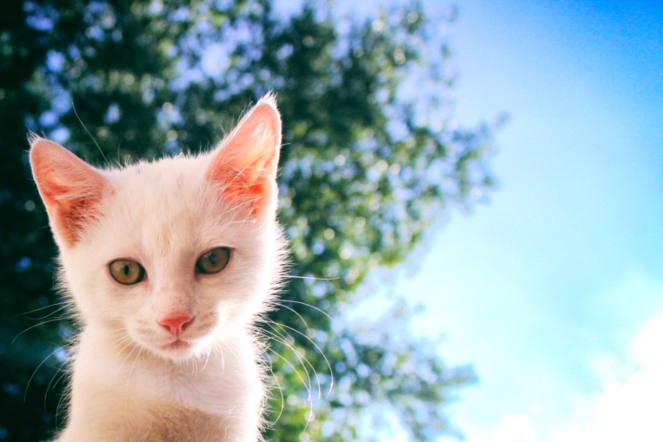 Cat Whiskers Small To Medium Sized Cats Fauna photo