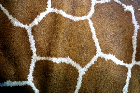 Giraffe Giraffidae Fauna Brown