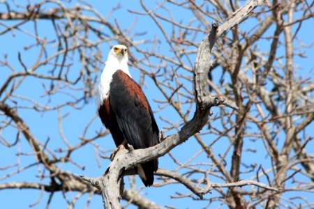 Bird Eagle Bird Of Prey Accipitriformes