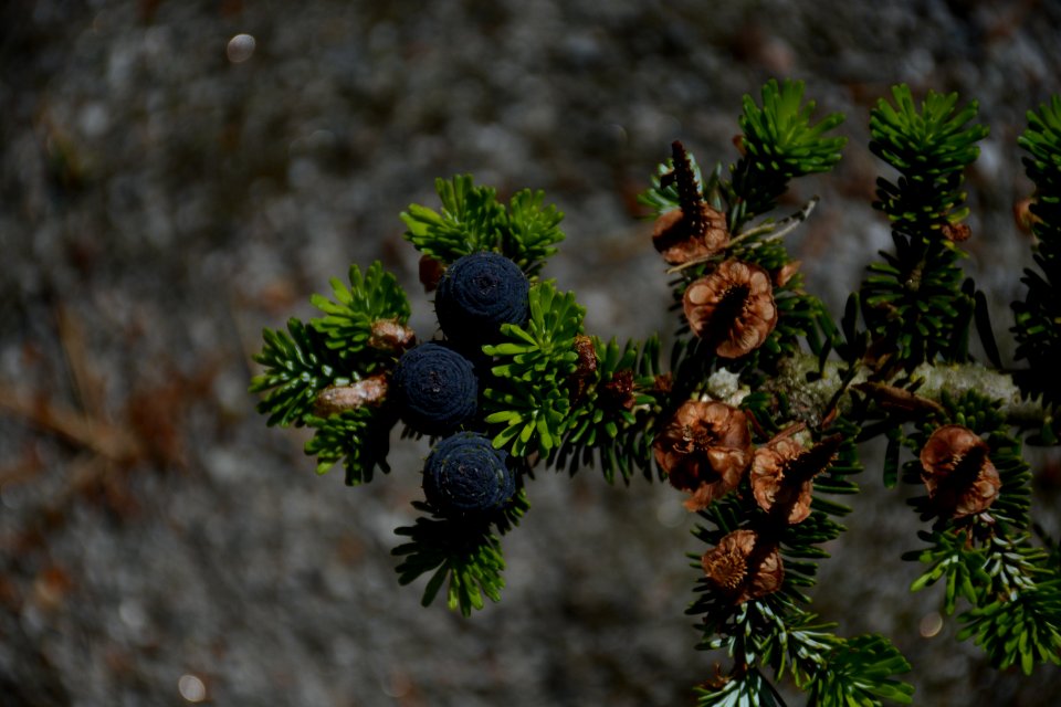 Flora Tree Pine Family Conifer photo