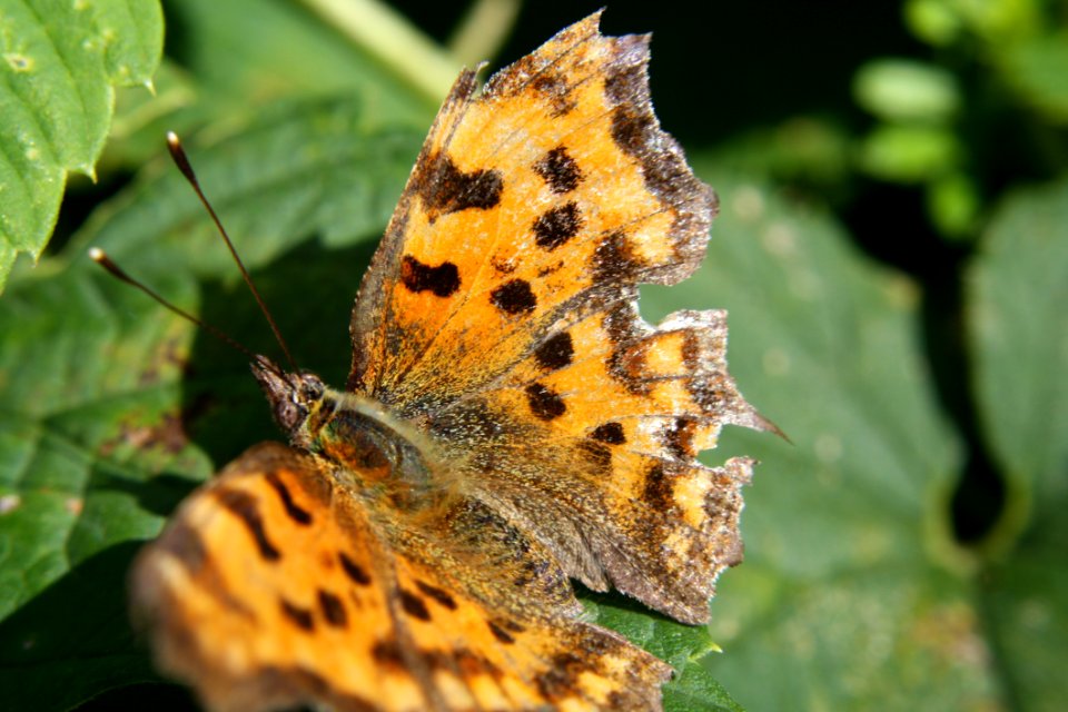 Butterfly Insect Moths And Butterflies Lycaenid photo