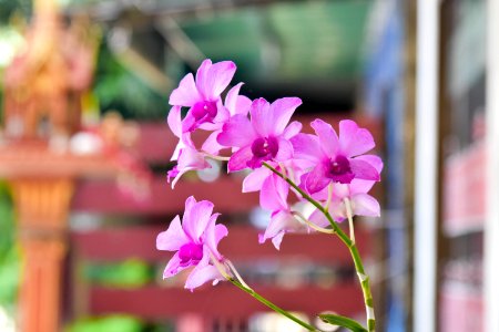 Flower Plant Pink Flora