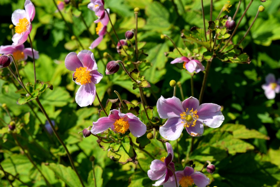 Flower Plant Flora Flowering Plant