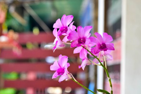 Flower Plant Pink Flora