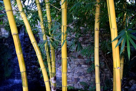 Bamboo Tree Plant Stem Arecales