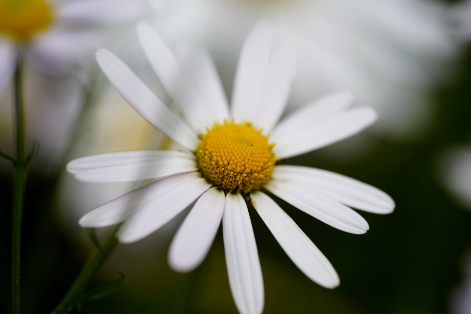 Flower Oxeye Daisy Flora Yellow