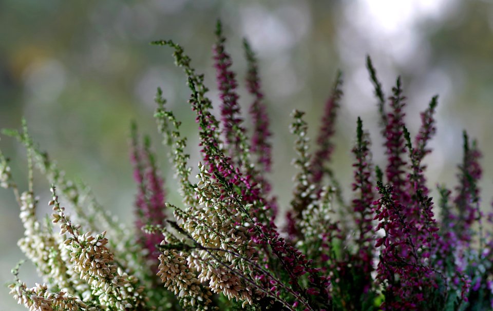 Plant Flora Flower Spring
