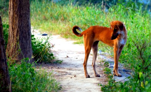 Fauna Wildlife Dog Breed Grass