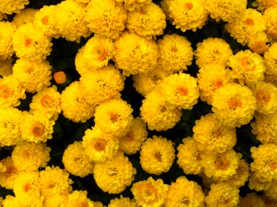 Flower Yellow Chrysanths Annual Plant