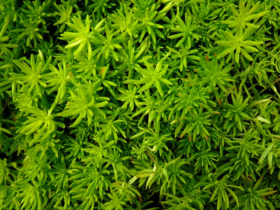 Plant Flora Groundcover Grass