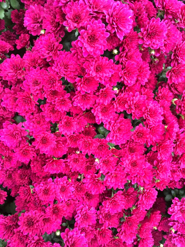 Flower Pink Plant Flowering Plant