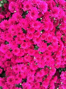 Flower Pink Plant Flowering Plant photo