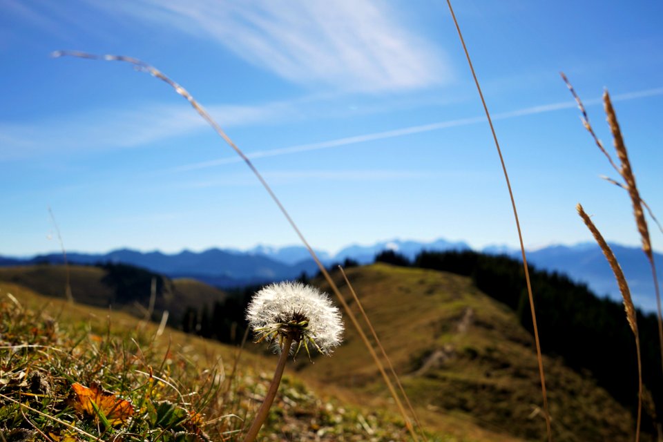 Sky Ecosystem Grassland Grass