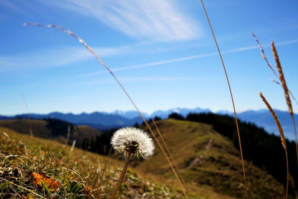 Sky Ecosystem Grassland Grass photo