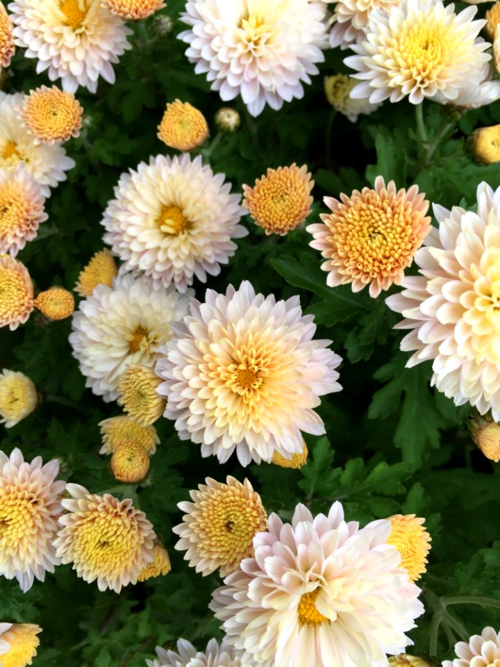 Flower Plant Tanacetum Parthenium Marguerite Daisy photo