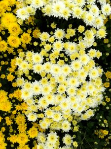 Flower Flowering Plant Plant Yellow photo