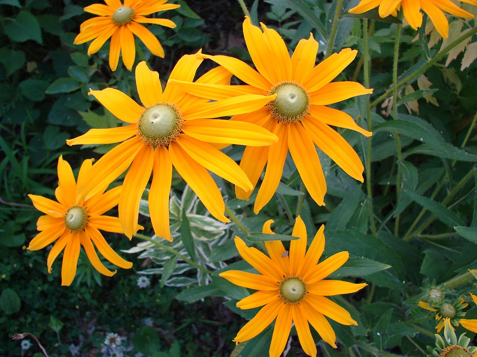 Yellow nature blossom