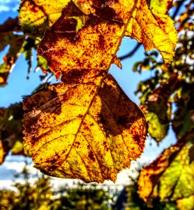 Leaf Yellow Autumn Deciduous