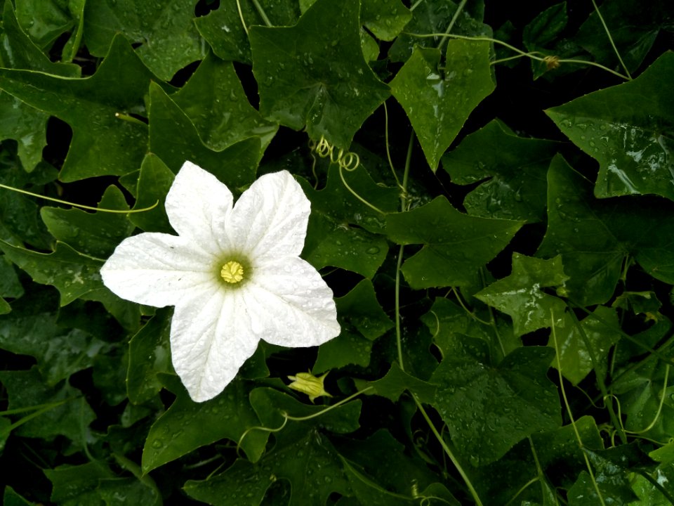 Flora Plant Flower Leaf