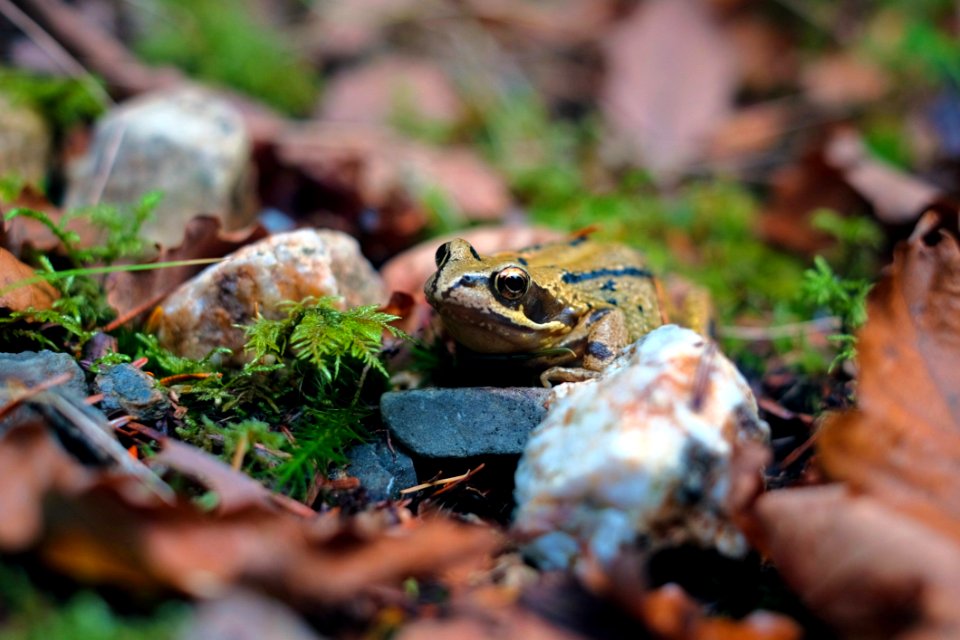Ecosystem Amphibian Fauna Toad