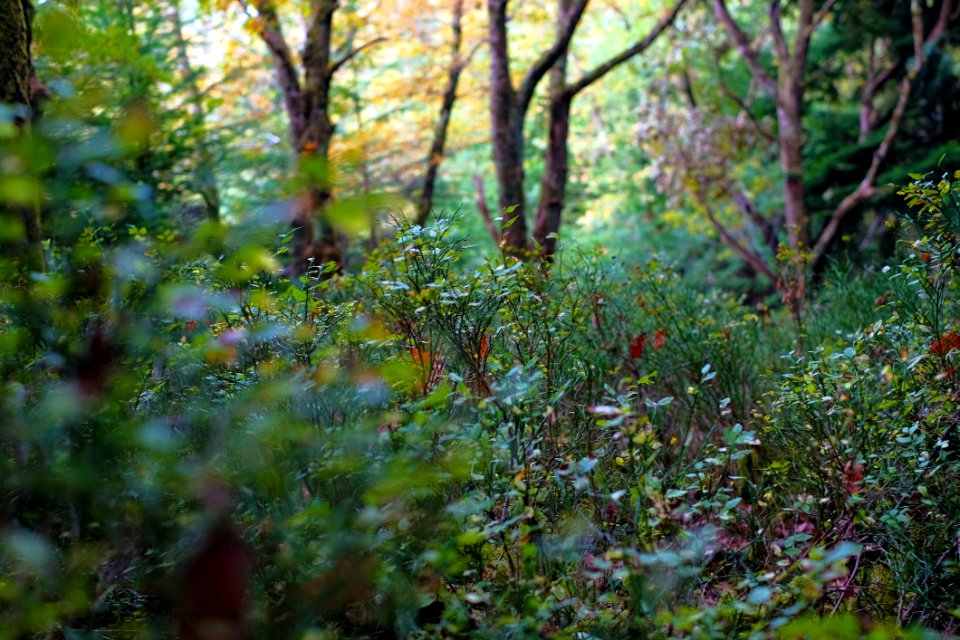 Vegetation Woodland Nature Ecosystem