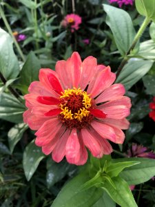 Flower Plant Flora Marguerite Daisy