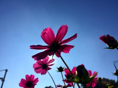 Flower Sky Pink Flora