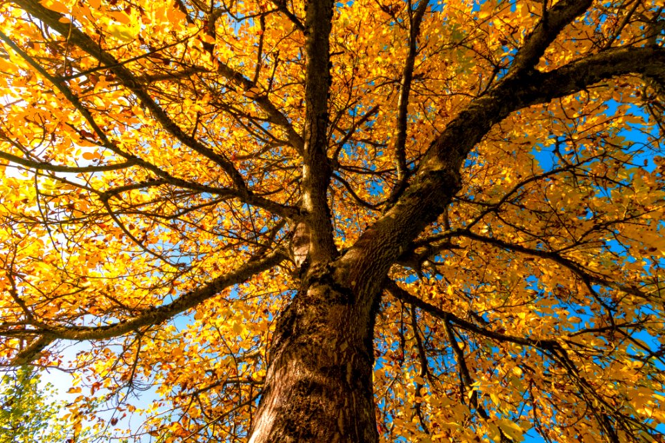 Tree Nature Branch Autumn