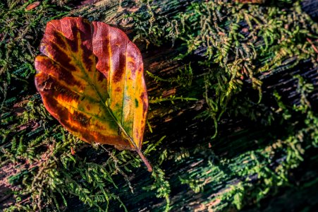 Leaf Plant Autumn Deciduous photo