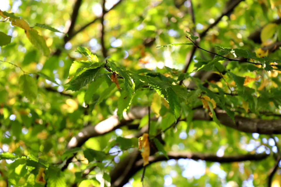Branch Vegetation Tree Leaf