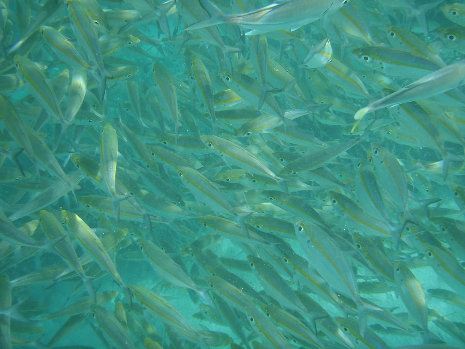 Water ocean underwater