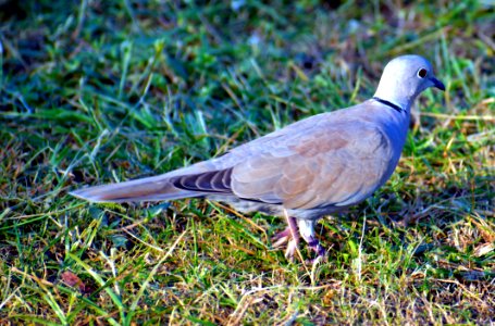 Bird Pigeons And Doves Fauna Stock Dove