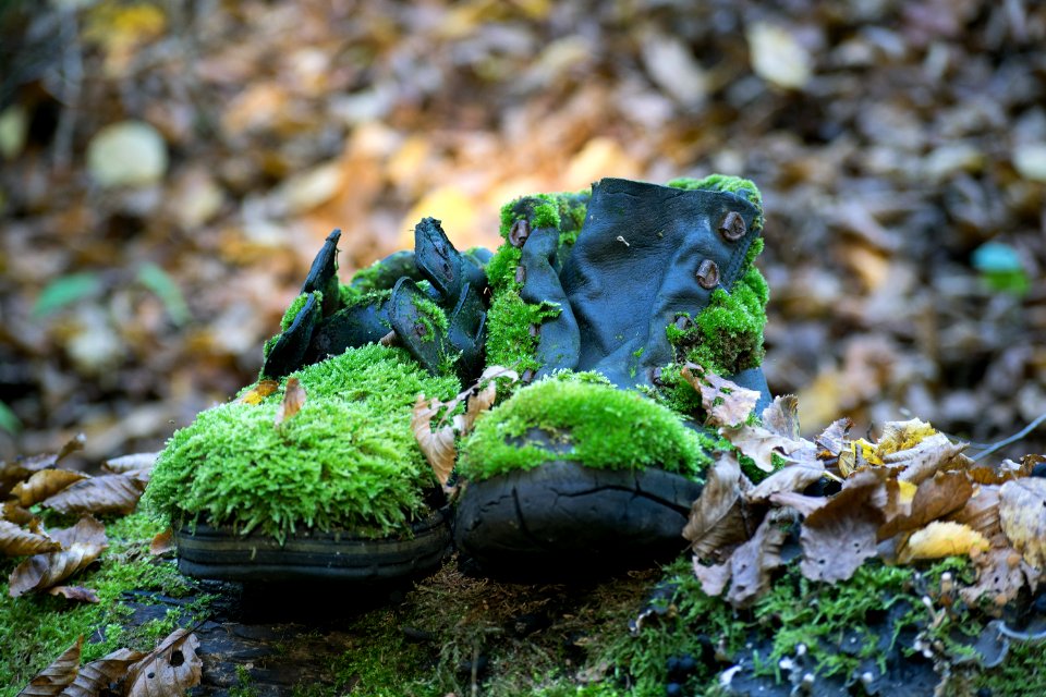Amphibian Non Vascular Land Plant Moss Grass