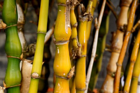 Bamboo Banana Plant Stem Grass Family