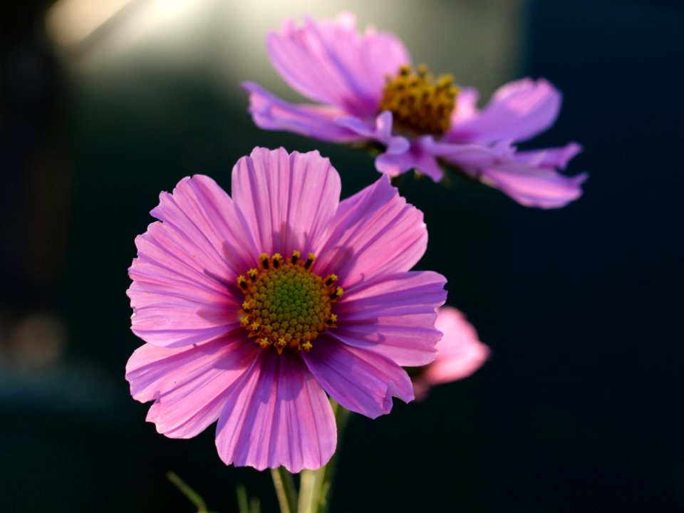 Flower Flora Purple Garden Cosmos