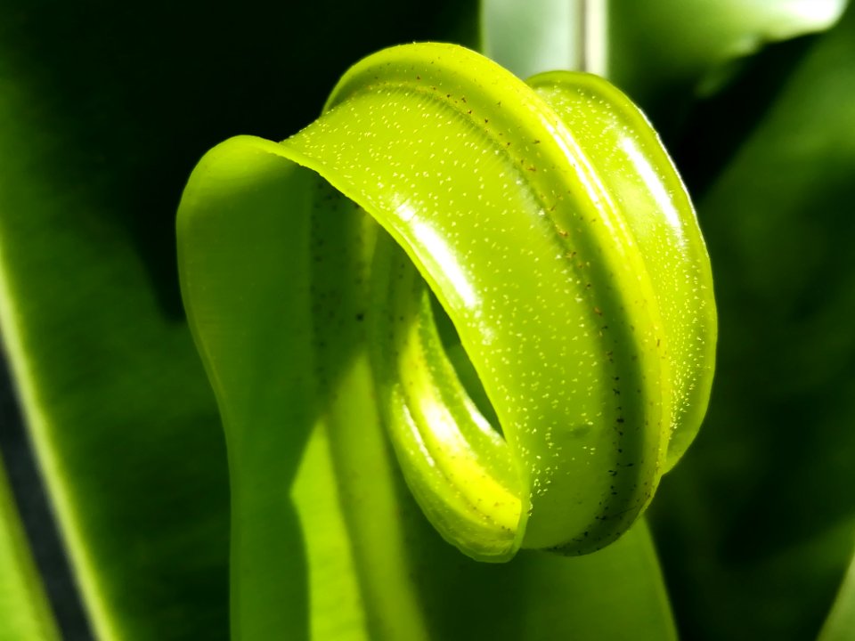 Flora Close Up Plant Macro Photography