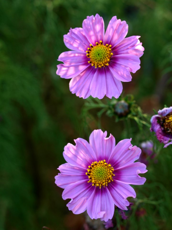 Flower Aster Purple Garden Cosmos photo