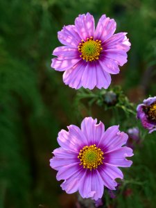 Flower Aster Purple Garden Cosmos photo
