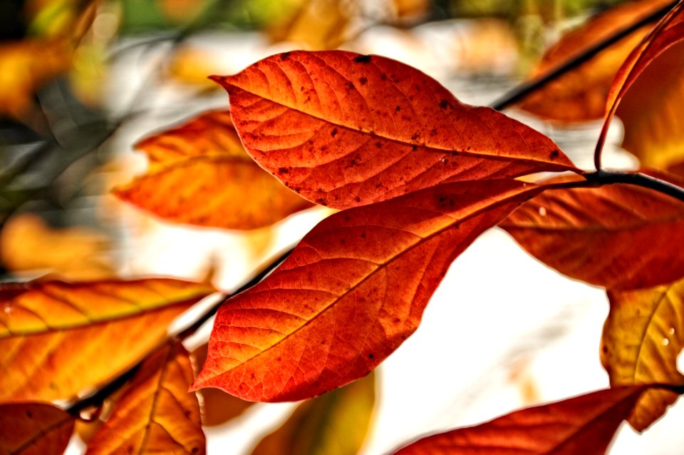 Leaf Autumn Deciduous Computer Wallpaper