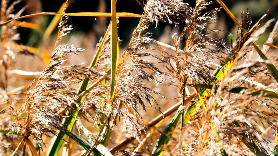 Grass Family Grass Close Up Phragmites photo